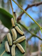 Paropsisterna cloelia