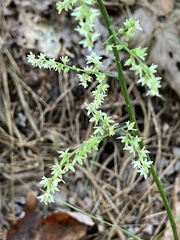 Stenanthium gramineum