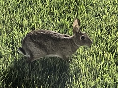 Lagomorpha