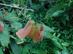 Dipterocarpaceae