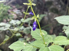 Salvia caudata