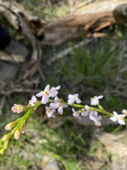 Stylidium graminifolium