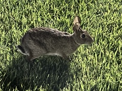 Lagomorpha