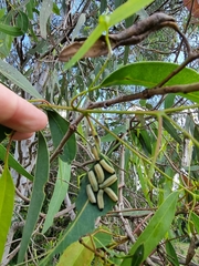 Paropsisterna cloelia
