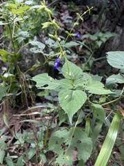 Salvia caudata