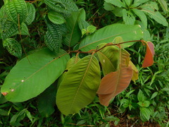 Dipterocarpaceae