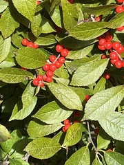 Ilex verticillata