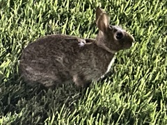 Lagomorpha