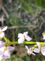 Stylidium graminifolium