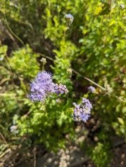 Conoclinium dissectum