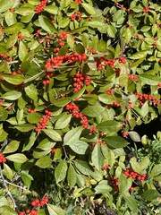Ilex verticillata
