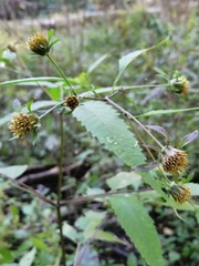 Bidens connata