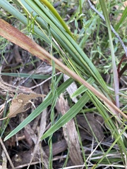 Stylidium graminifolium