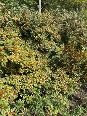 Ilex verticillata