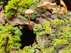 Marasmiineae