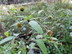 Bidens connata
