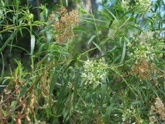 Baccharis neglecta
