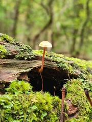 Marasmiineae