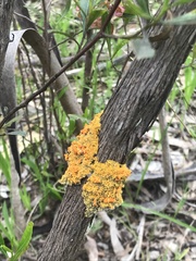 Xanthoria parietina