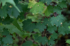 Acer glabrum