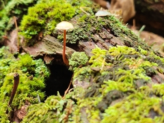 Marasmiineae