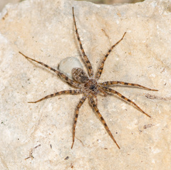 Pardosa