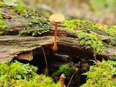 Marasmiineae