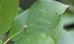Eriophyes cerasicrumena