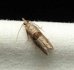 Pelochrista dorsisignatana