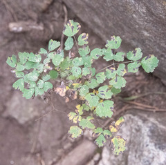 Thalictrum fendleri