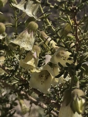 Lycium bridgesii