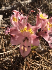 Alstroemeria hookeri