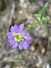 Polygala curtissii