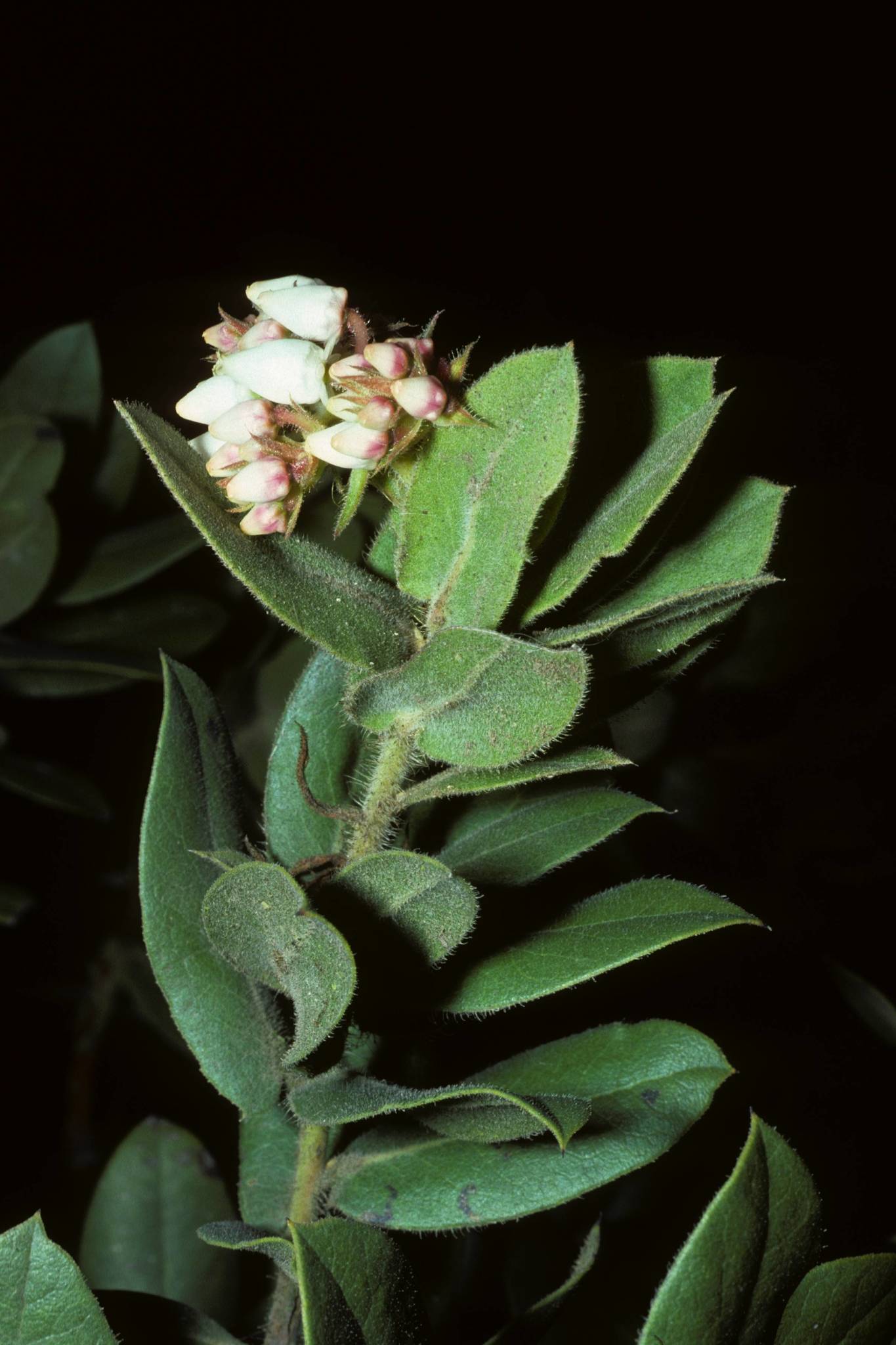 Arctostaphylos glutinosa
