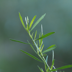 Baccharis neglecta