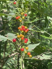 Witheringia mexicana