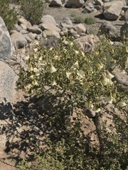 Lycium bridgesii