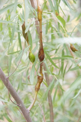Euhexomyza schineri