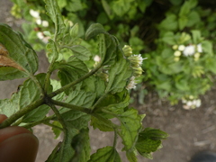 Ageratina sternbergiana