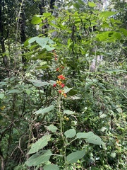 Witheringia mexicana