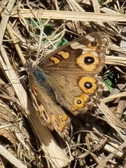 Junonia villida