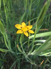 Sisyrinchium graminifolium