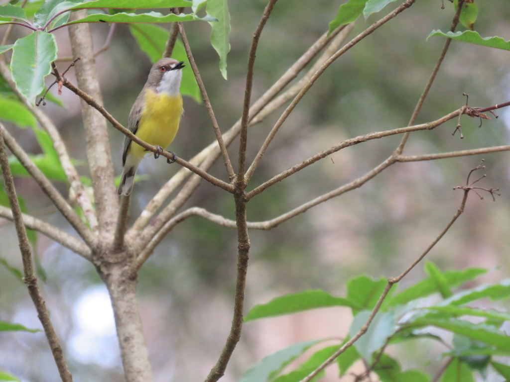 White-throated Gerygone in September 2022 by Josh Magro · iNaturalist