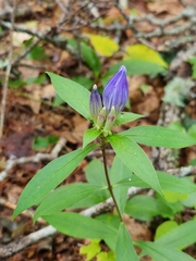 Gentiana clausa