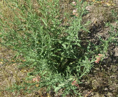 Oenothera suffrutescens