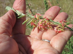 Oenothera suffrutescens