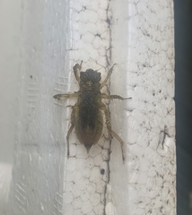 Orthetrum albistylum