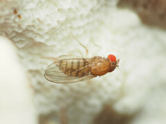 Hirtodrosophila duncani
