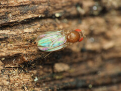 Hirtodrosophila duncani