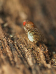Hirtodrosophila duncani